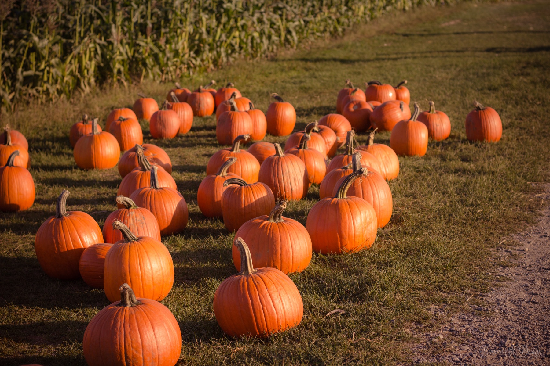 Rows of orange pumpkins on the ground at a pumpkin patch in afternoon light