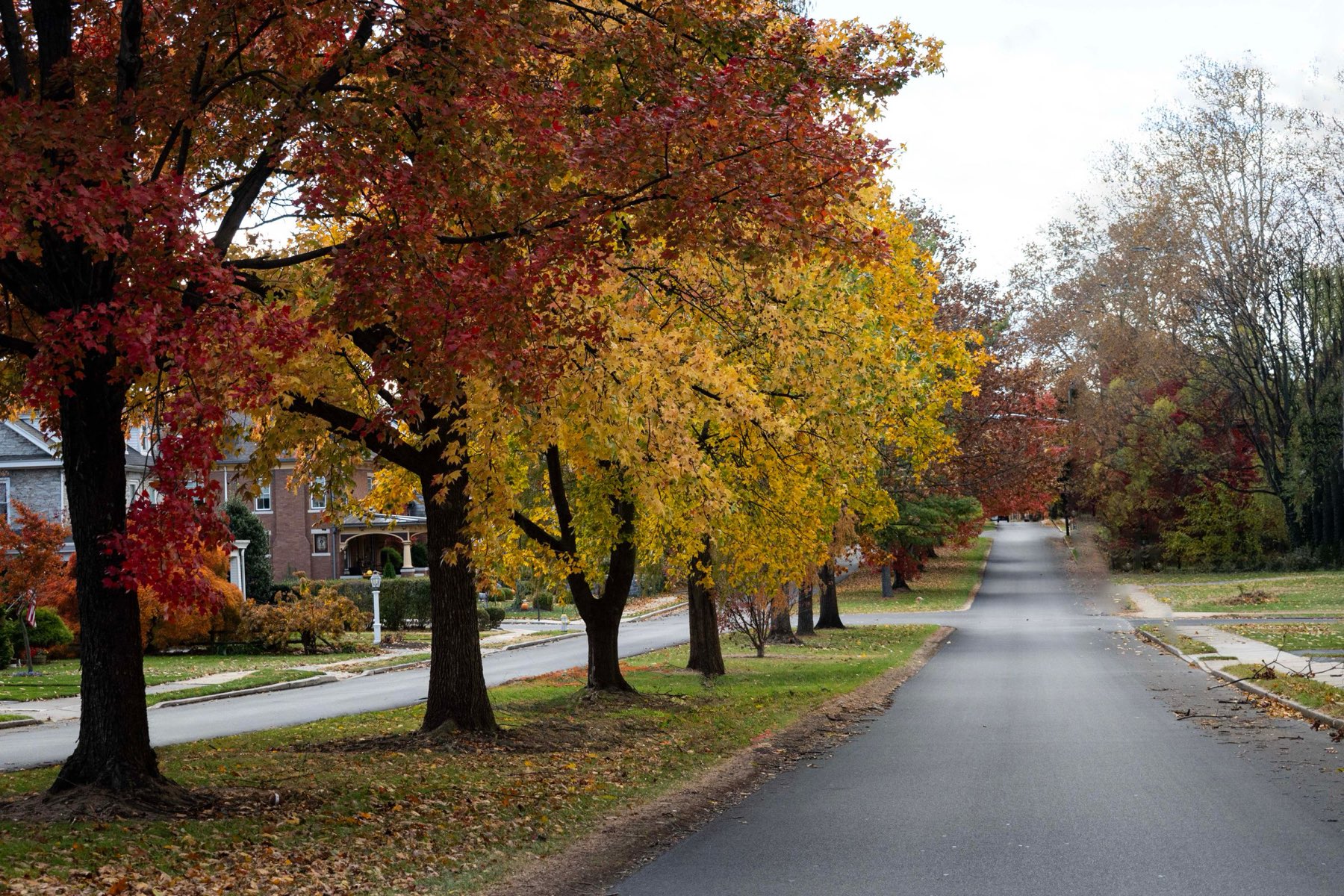 Fall leaves along a residential street in the Triangle